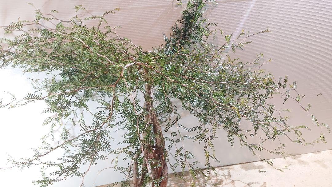 オペルクリカリア パキプス 抜き苗